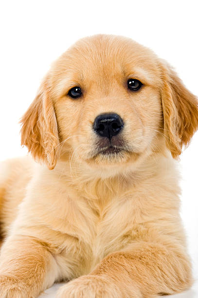 istock Golden Retriever puppy looking at camera 135816096