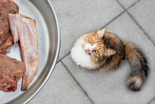 The kitty is feed a chicken wing tip and raw ground chicken meat. Concept for raw food diet. Long hair calico or torbie female cat starring intense at the food bowl.