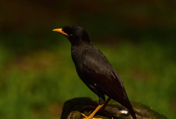 istock Acridotheres javanicus, The Javan myna 1358164485