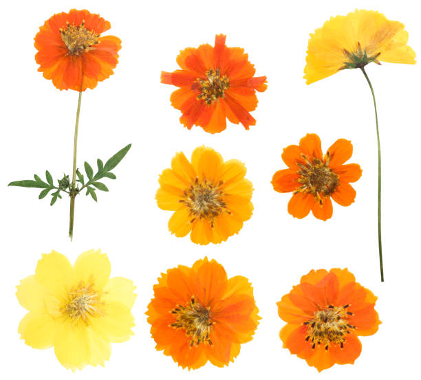 istock Pressed and dried flowers cosmos (cosmea carpet), isolated on white background. For use in scrapbooking, floristry or herbarium 1358164892