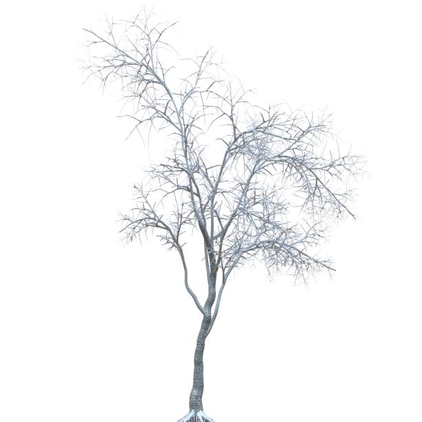 istock Winter tree in the snow isolated on white background 3d illustration 1358165493