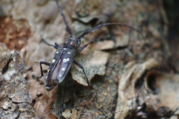 istock Asian tree bark beetle crawls on jackfruit. black beetle photo 1358166343