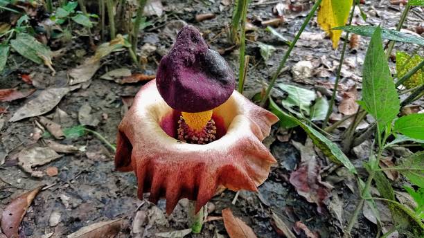 The Rafflesia Flower (Amorphophallus paeoniifolius) The Rafflesia Flower (Amorphophallus paeoniifolius) amorphophallus paeoniifolius stock pictures, royalty-free photos & images