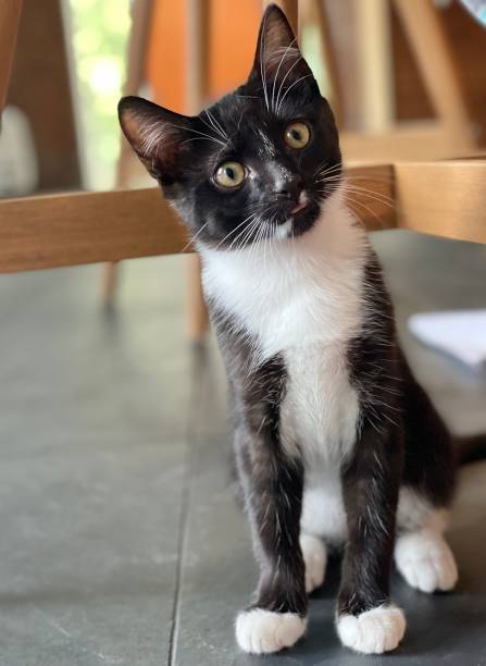 istock Curious Kitten with Tongue 1358168197