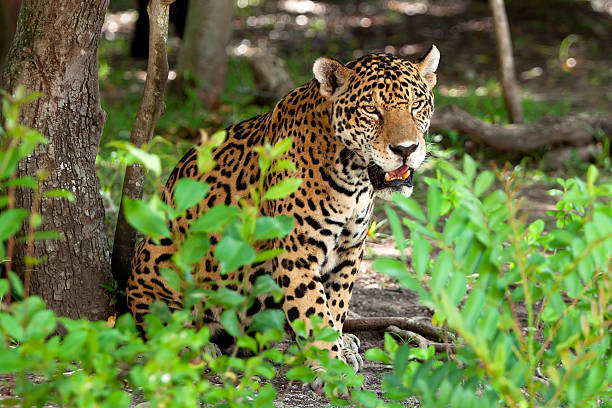 istock Jaguar in wildlife park 135817021
