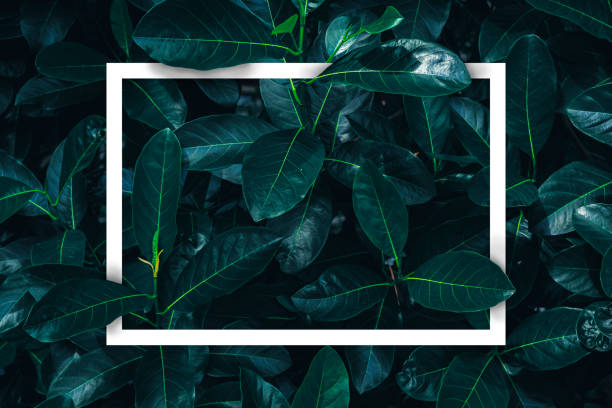 istock leaves with paper card note. Flat lay. Nature concept 1358170580