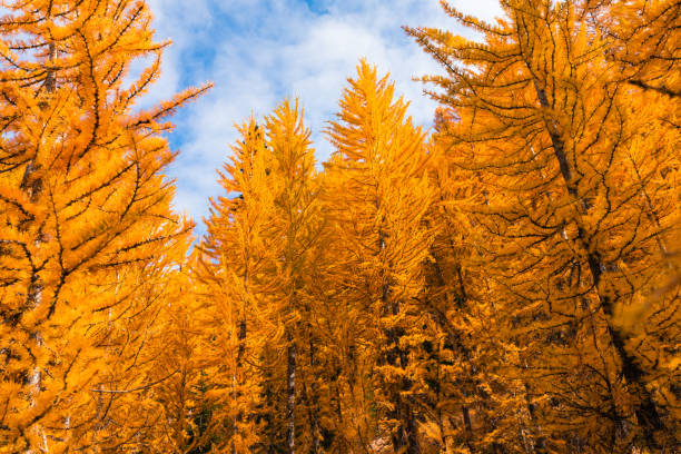 Forest of Golden Larch Trees with Partially Cloudy Blue Sky Soft clouds and a deep blue sky provide contrast to the scene of Golden Larch trees found walking through the mountains. larch tree stock pictures, royalty-free photos & images