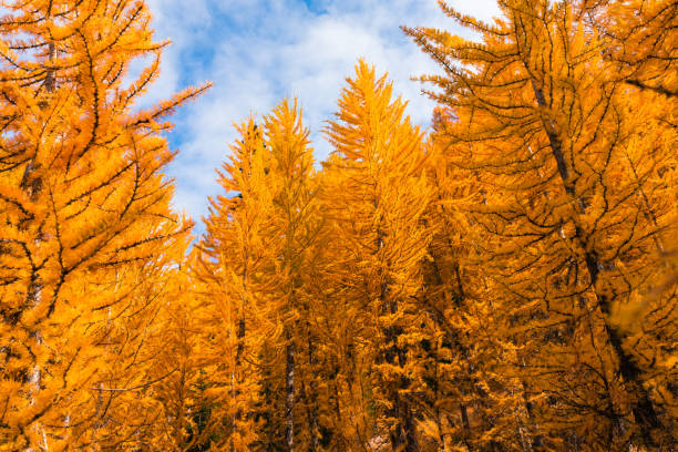 floresta de árvores de larch dourado com céu azul parcialmente nublado - lariço - fotografias e filmes do acervo