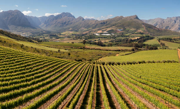 istock Vineyards in the Stellenbosch valley 1358173907