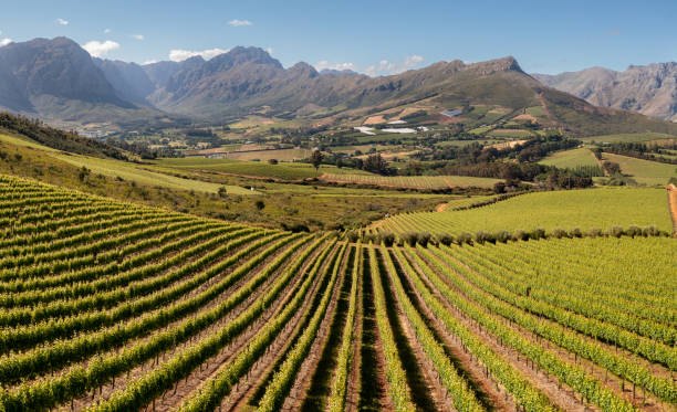 Vineyards in the Stellenbosch valley Beautiful valley with lush vineyards lie below the Stellenbosch mountains near Cape Town, South Africa stellenbosch stock pictures, royalty-free photos & images