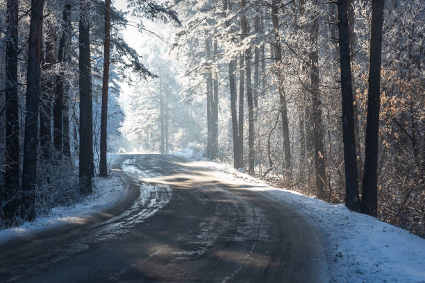 inverno foresta neve gelo sole - betulla dargento foto e immagini stock