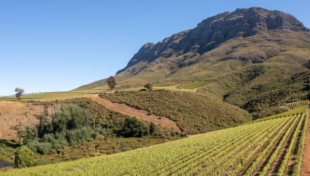 istock Green vineyards above Stellenbosch, Cape Town 1358174676