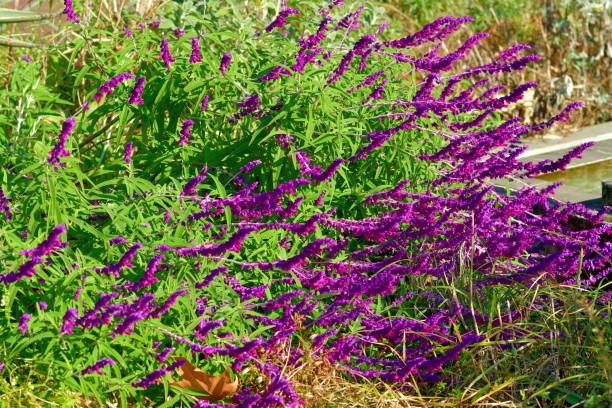 istock Mexican bush sage / Salvia leucantha 1358177304