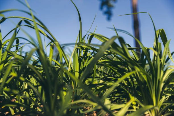 istock Green grass background. Sunny summer day 1358177617