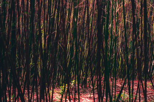 Bamboo forest background. Sunny summer day