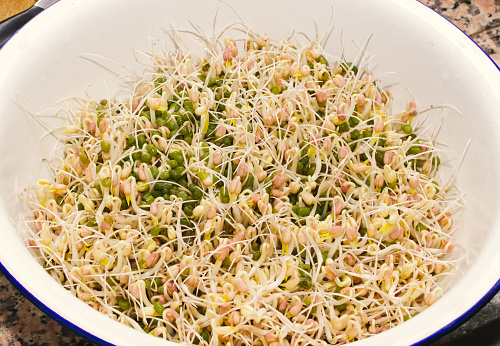 Raw food: organic bean sprouts