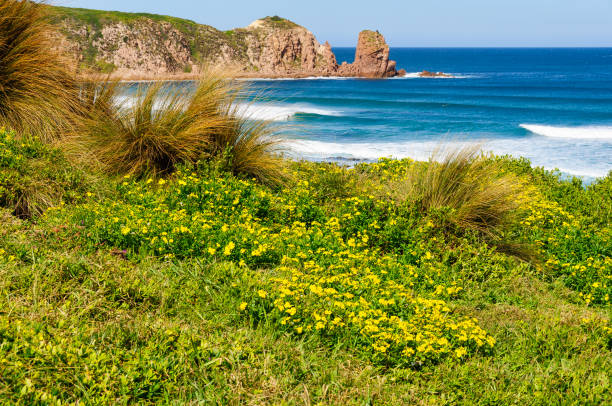 istock Wild flowers - Phillip Island 1358186209