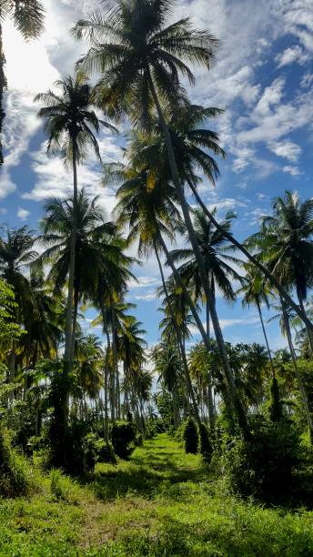 istock Coconut Trees in Icacos, Trinidad 1358186377