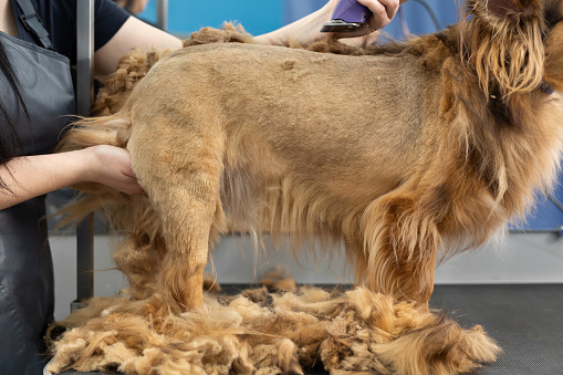 A groomer shaves a dog's fur with an electric razor in a barber shop.