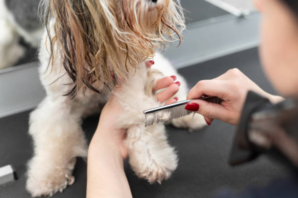 istock A female groomer combing a yorkshire terrier with comb. 1358188428