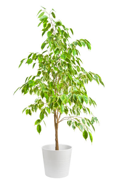 Green ficus tree in pot isolated on white background stock photo