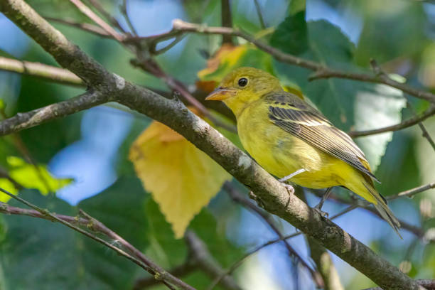 western tanager perched on a tree branch western tanager perched on a tree branch piranga ludoviciana stock pictures, royalty-free photos & images