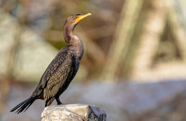 doppelhaubenkormoran auf einer stange stehend - crested cormorant stock-fotos und bilder
