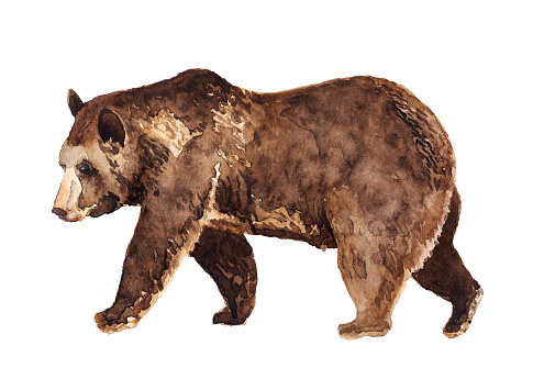 Watercolor hand drawn illustration of brown bear isolated on white background