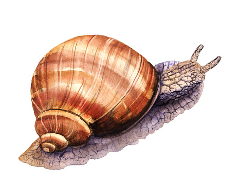 Detailed watercolor illustration of burgundy snail. Hand drawn escargot isolated ob white background.