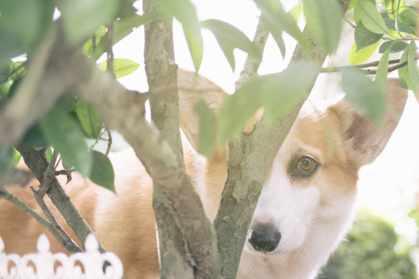 istock Image of a dog peeking from behind a tree ,Welsh corgi 1358194605