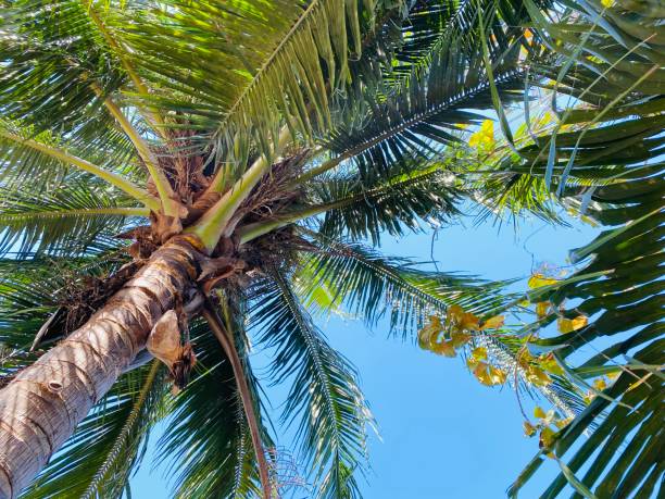istock Natural coconut tree against blue sky. 1358195469