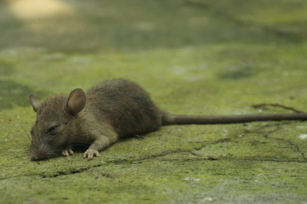 istock dead rat caught in poison trap 1358196519