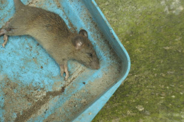 istock dead rat caught in poison trap 1358196520