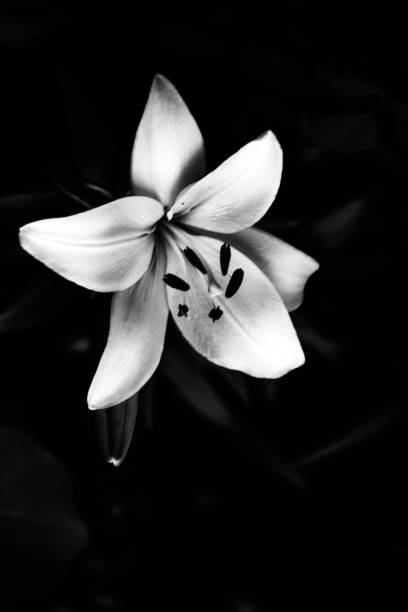 istock abstract black and white background of lilies , contrasting image with noises 1358197610