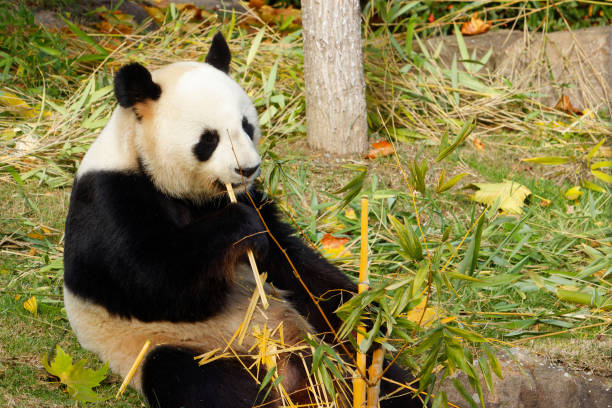 istock Chinese giant panda eating bamboo in a zoo 1358197767