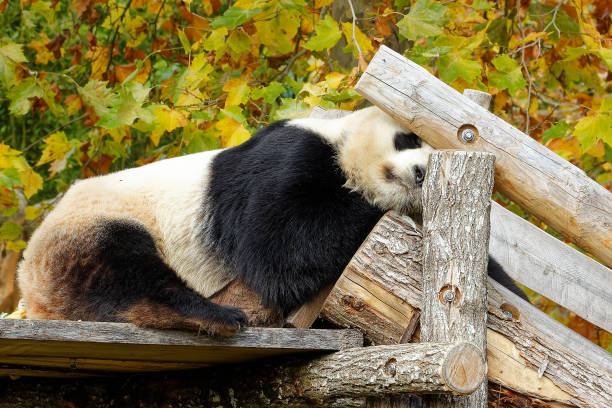 istock Giant panda sleeping on a wooden platform in its enclosure at a zoo 1358197805