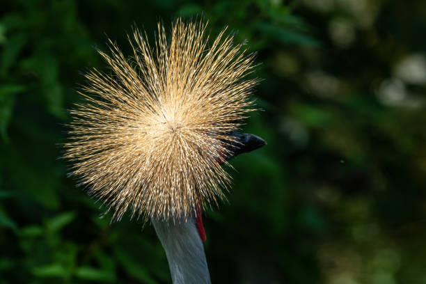 The Black Crowned Crane, Balearica pavonina is a bird in the crane family Gruidae.
