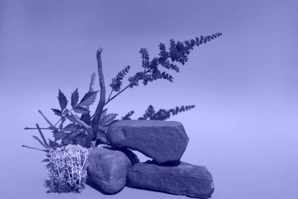 Podium made of natural materials for cosmrtics products background violet color