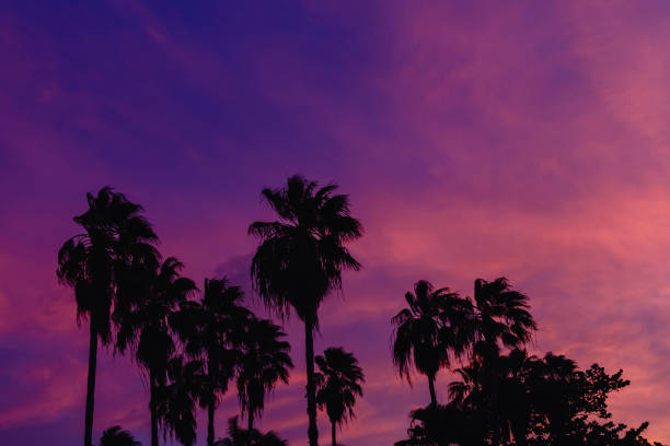 istock Beautiful coconut palm tree with sky at sunset 1358198990