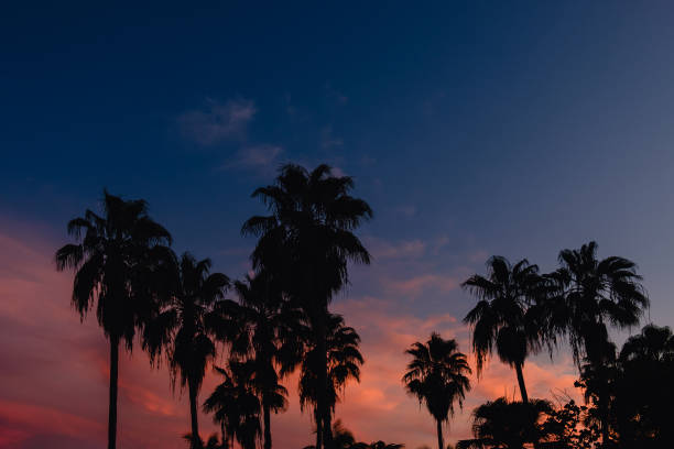 istock Beautiful coconut palm tree with sky at sunset 1358199113