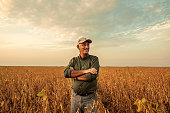 Senior farmer standing in soybean field examining crop at sunset.