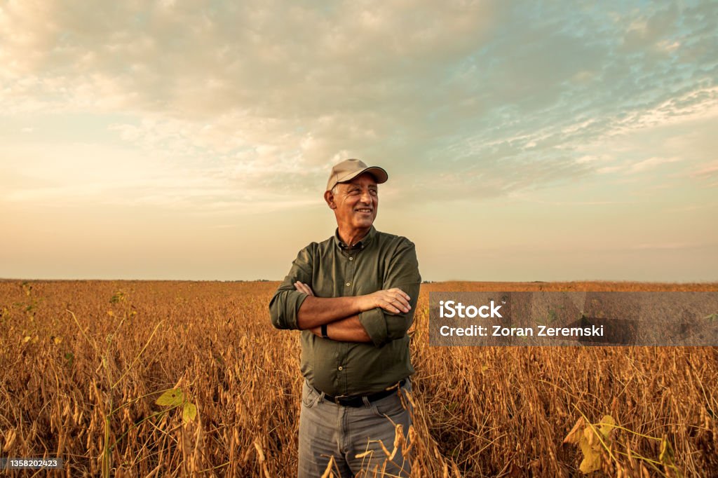 Senior farmer standing in soybean field examining crop at sunset. Farmer Stock Photo