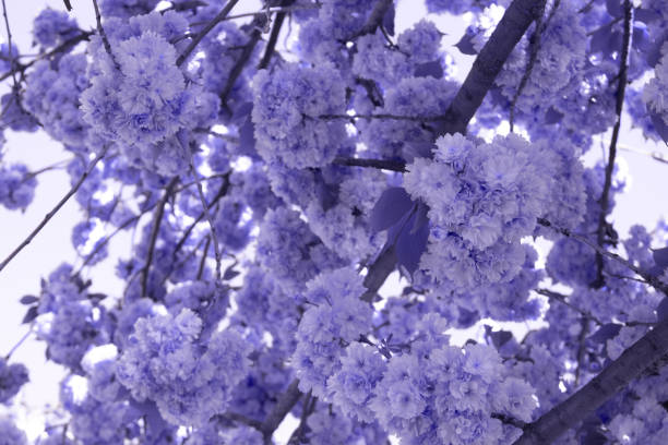 Toned image of sakura cherry blossom tree - beautiful blooming tree against lavender or lilac sky background with copy space. Spring season. Color of the year concept, selective focus