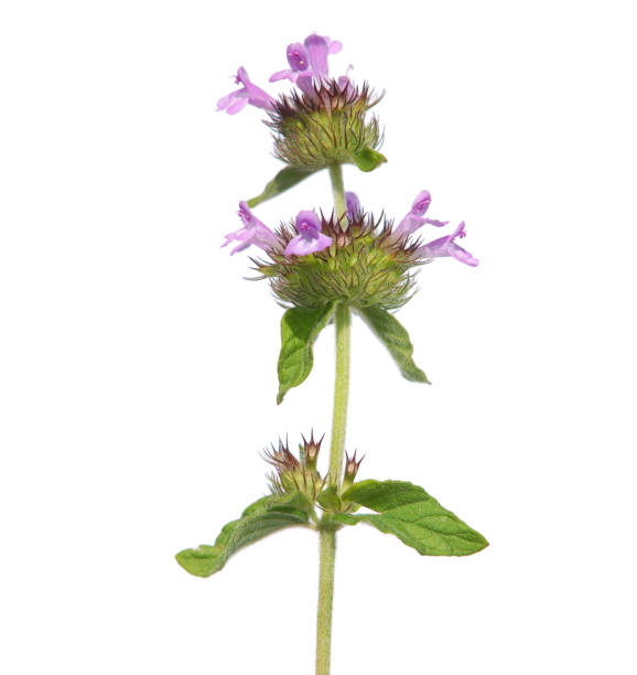 istock Blooming wild basil plant, Clinopodium vulgare 1358204768