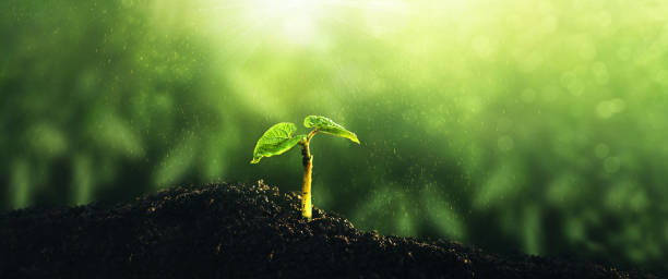 junge grüne pflanze, die bei sonnenlicht wächst. umwelt, sauberer planet retten, ökologiekonzept. banner zum welttag der erde. - sky forest root tree stock-fotos und bilder