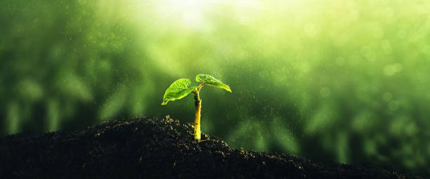 planta verde joven que crece a la luz del sol. medio ambiente, salvar planeta limpio, concepto de ecología. bandera del día mundial de la tierra. - root growth dirt seed fotografías e imágenes de stock