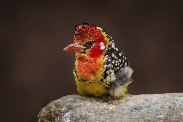 Red-and-yellow barbet, Trachyphonus erythrocephalus,  yellow red bird from Tanzania in Africa. Barbet sitting on the grey stone in the nature habitat. Africa wildlife. Birdwatching in Tanzania.