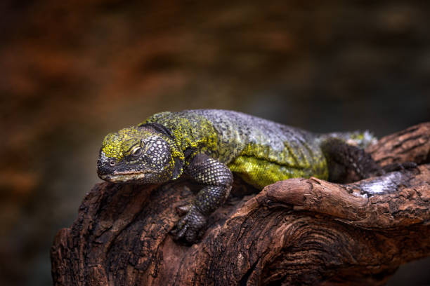Uromastyx acanthinura, North African mastigure or North African spiny-tailed lizard found in Morocco, Algeria, Tunisia. Reptile on the tree trunk in the nature habitat. Africa wildlife. stock photo