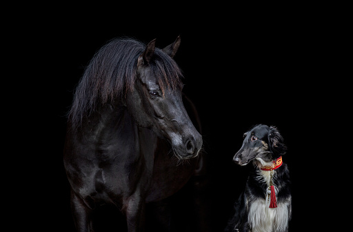 Portrait of black dog and black horse standing together on black background.