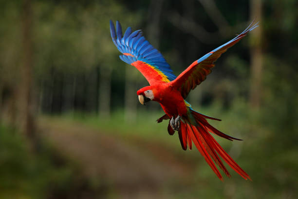 ara papagei fliegt in dunkelgrüner vegetation mit schönem gegenlicht und regen. scharlachroter ara, ara macao, im tropischen wald, costa rica. wildtierszene aus tropischer natur. rot im wald. - eigentliche aras stock-fotos und bilder